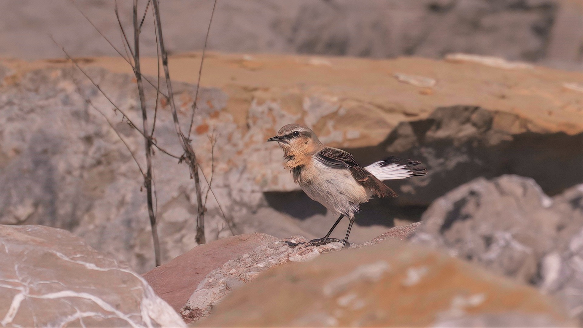 Northern Wheatear